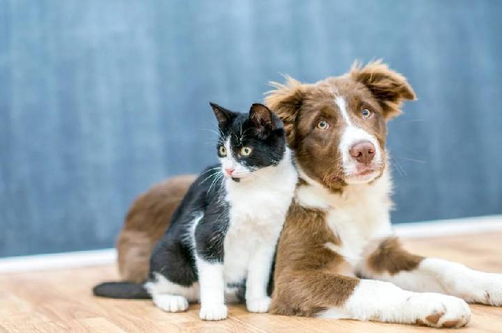 Plano PET cresce entre empresários e vira tendência em benefícios corporativos