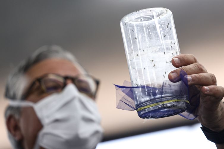 Fábrica de mosquitos oferece tecnologias para redução da dengue